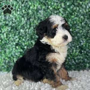Copper, Mini Bernedoodle Puppy